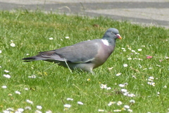 Columba palumbus