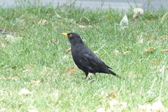 Turdus merula