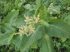 Reynoutria sachalinensis