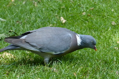 Columba palumbus
