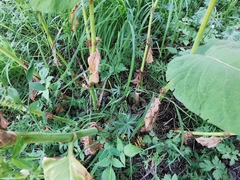 Reynoutria sachalinensis