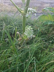 Heracleum sosnowskyi