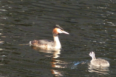 Podiceps cristatus