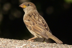 Passer domesticus