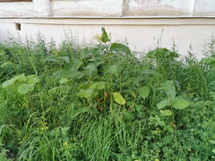 Reynoutria sachalinensis