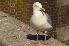 Larus argentatus