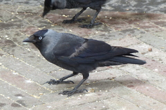 Corvus monedula