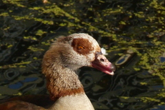 Alopochen aegyptiaca