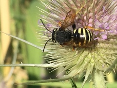 Paraanthidium