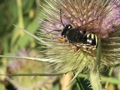 Paraanthidium