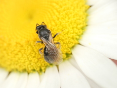 Hemihalictus
