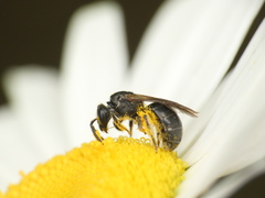 Hemihalictus