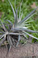 Tillandsia aeranthos