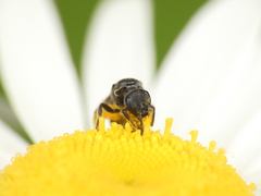 Hemihalictus