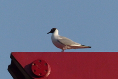 Chroicocephalus ridibundus