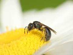 Hemihalictus