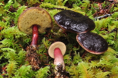 Xerocomellus zelleri