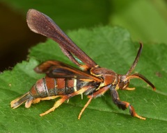 Vitacea polistiformis