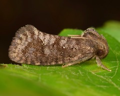 Acrolophus texanella