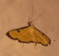 Ategumia