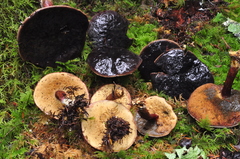 Xerocomellus zelleri