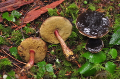 Xerocomellus zelleri