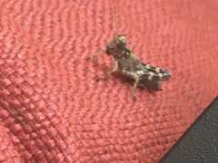 Melanoplus punctulatus