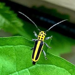 Saperda puncticollis