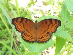 Junonia hedonia