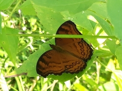 Junonia hedonia