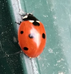 Coccinella septempunctata