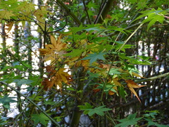 Acer palmatum