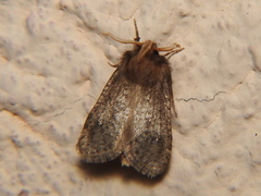 Acrolophus texanella