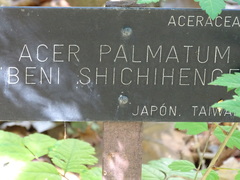 Acer palmatum