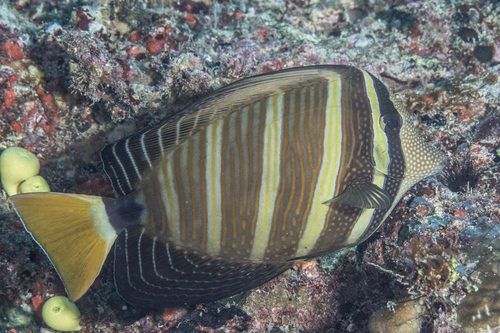 Pacific Sailfin Tang