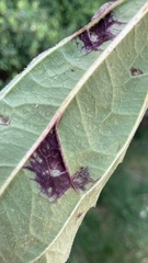 Bactericera antennata