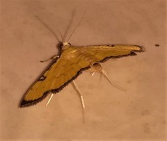 Ategumia