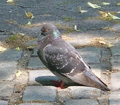 Columba livia
