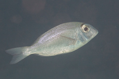 Gymnocranius superciliosus