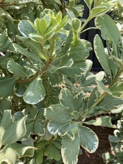 Pittosporum tobira
