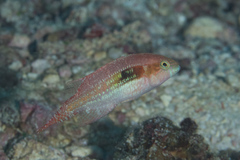 Oxycheilinus bimaculatus