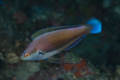 Cirrhilabrus punctatus