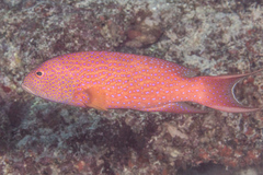Variola albimarginata