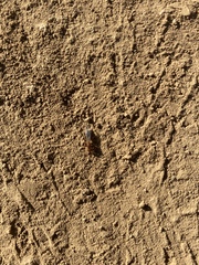 Dorymyrmex bicolor