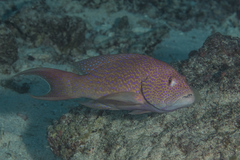 Variola albimarginata