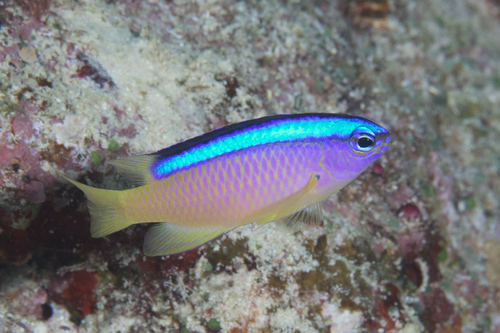 Blueline demoiselle (Chrysiptera caeruleolineata) — Pomacentridae — 3