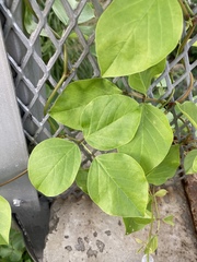 Canavalia cathartica