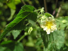 Sida glabra