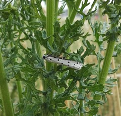 Myelois circumvoluta