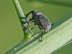Ceutorhynchus typhae